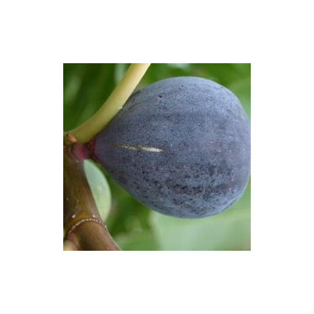 Figueira Sultane ( Bifera)