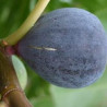 Figueira Sultane ( Bifera)