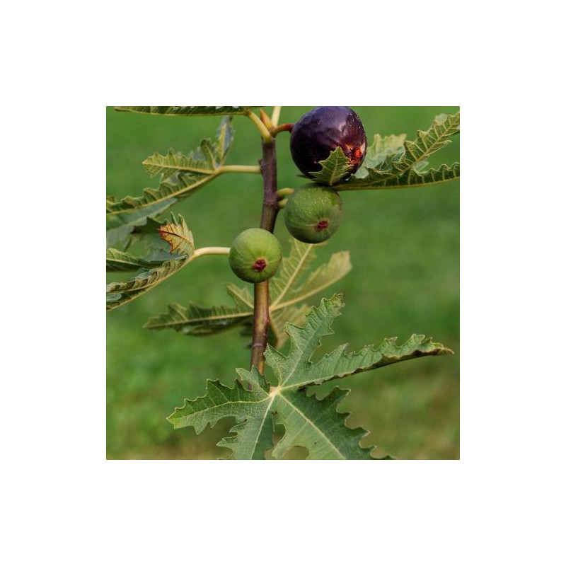 Figueira Cristal de Gelo