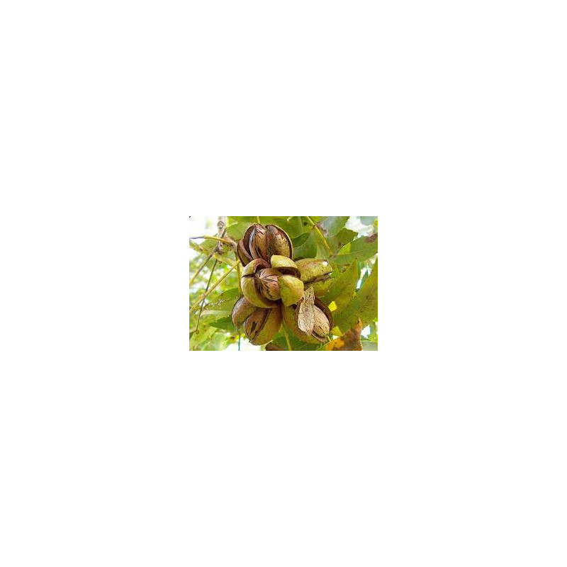 Noz Pecan Shoshoni Enxertada ( Carya Illinoinensis)