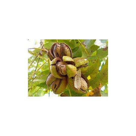 Noz Pecan Shoshoni Enxertada ( Carya Illinoinensis)