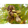 Noz Pecan Shoshoni Enxertada ( Carya Illinoinensis)
