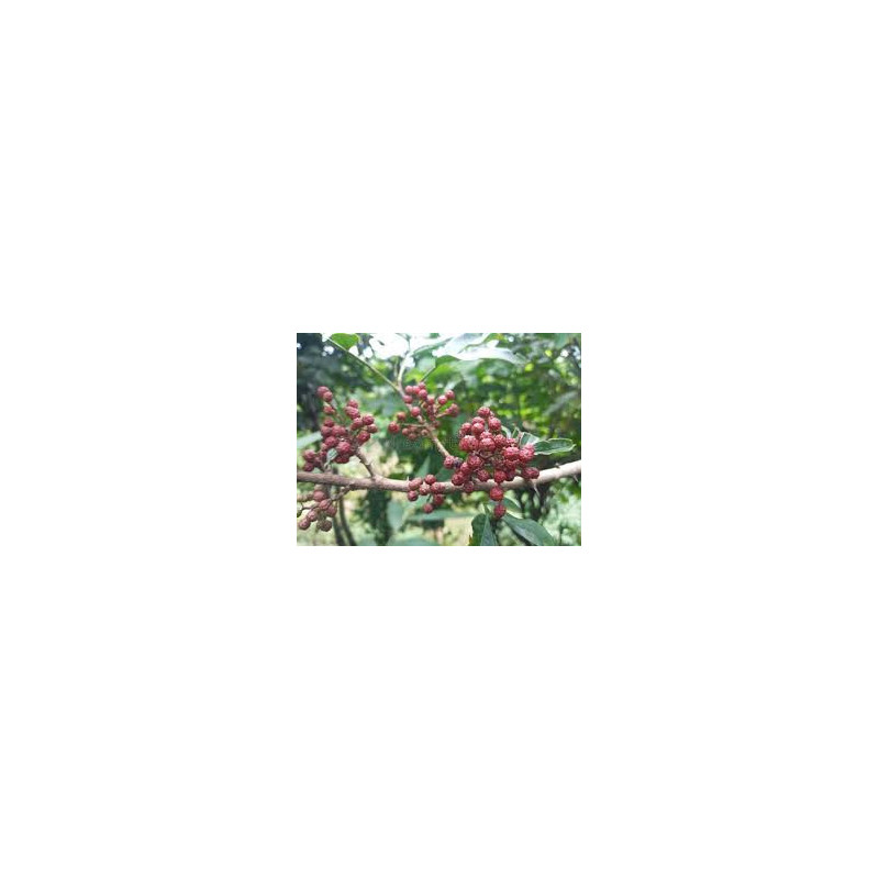 Pimenta Timut  ( Zanthoxylum Armatum)