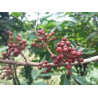 Pimenta Timut  ( Zanthoxylum Armatum)