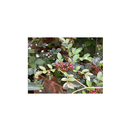 Pimenta-da-china (Zanthoxylum Brecheyanum)
