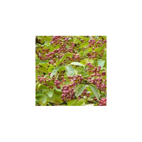 Pimenta de Sichuan ( Zanthoxylum Simulans)