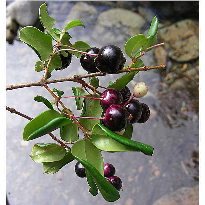 Luma Apiculata