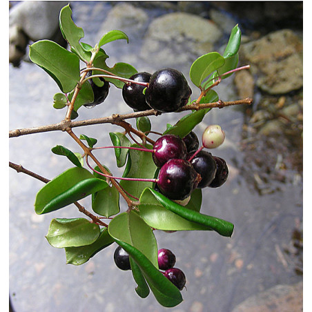 Luma Apiculata