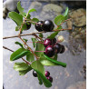 Luma Apiculata