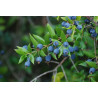 Murta Comum ( Myrtus Communis)