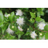 Murta Comum ( Myrtus Communis)