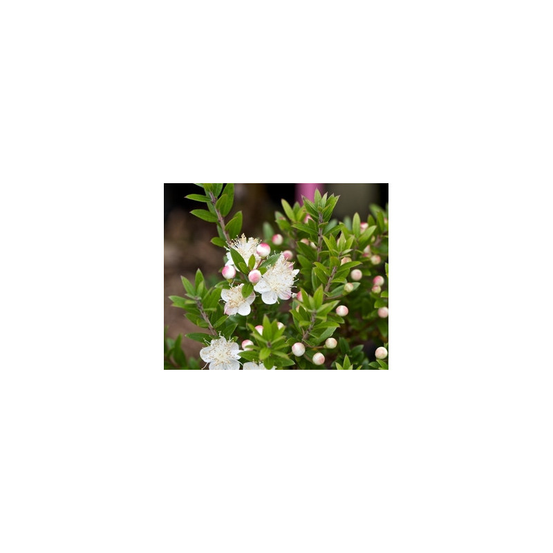 Murta Tarentina ( Myrtus Communis)