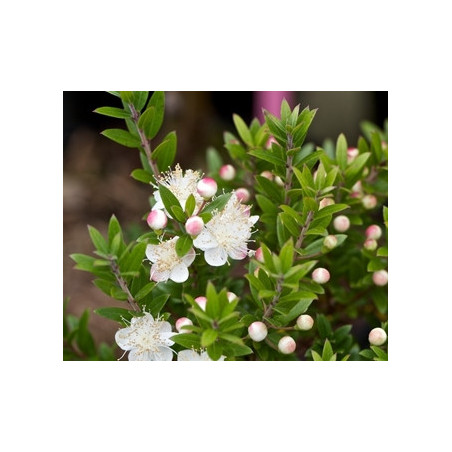 Murta Tarentina ( Myrtus Communis)