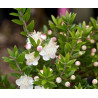 Murta Tarentina ( Myrtus Communis)