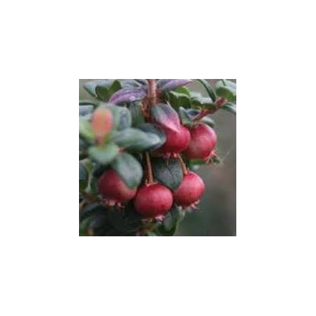 Murta do Chile Butterball ( Ugni Molinae)