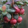 Murta do Chile Butterball ( Ugni Molinae)