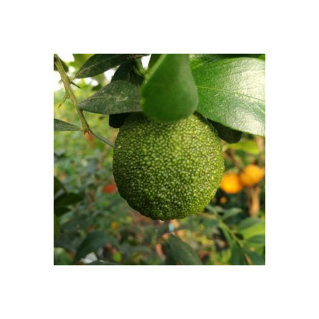 Limão Caviar Virgata à Cespuglio ( Citrus australasica)