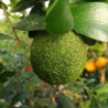 Limão Caviar Virgata à Cespuglio ( Citrus australasica)