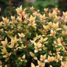 Murta do Chile Butterball ( Ugni Molinae)