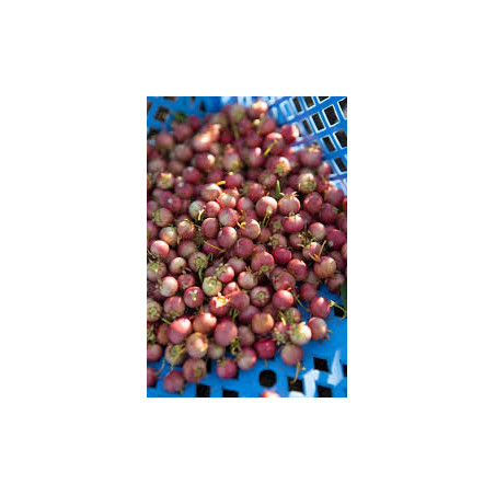 Murta Kapow ( Ugni Molinae)