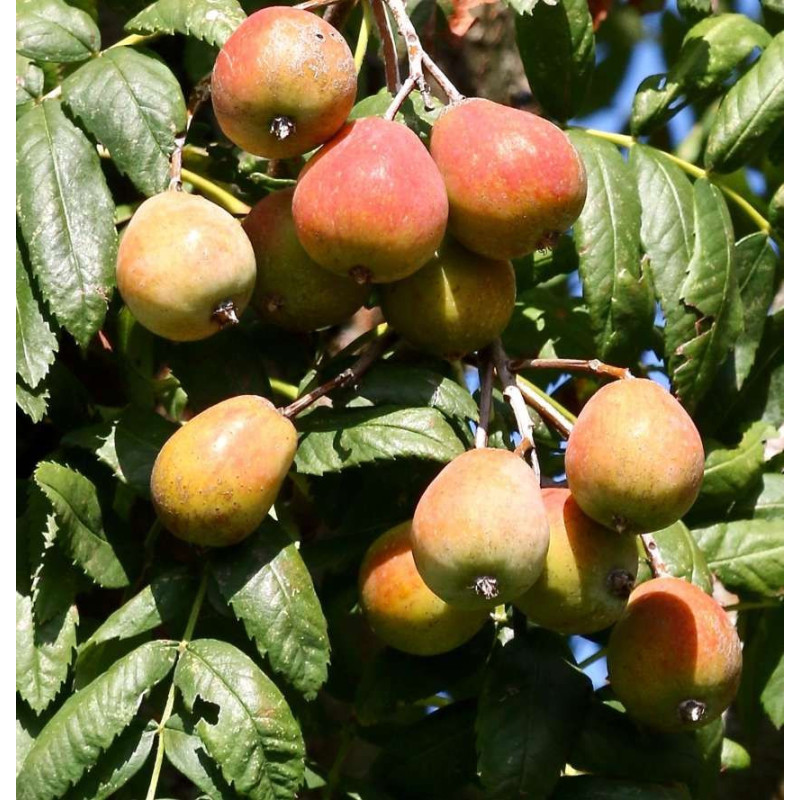 Sorbeira Sossenheimer Riesen( Sorbus Domestica)