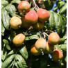 Sorbeira Sossenheimer Riesen( Sorbus Domestica)
