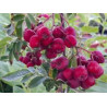 Sorbus Desertnaja ( Sorbomespilus)