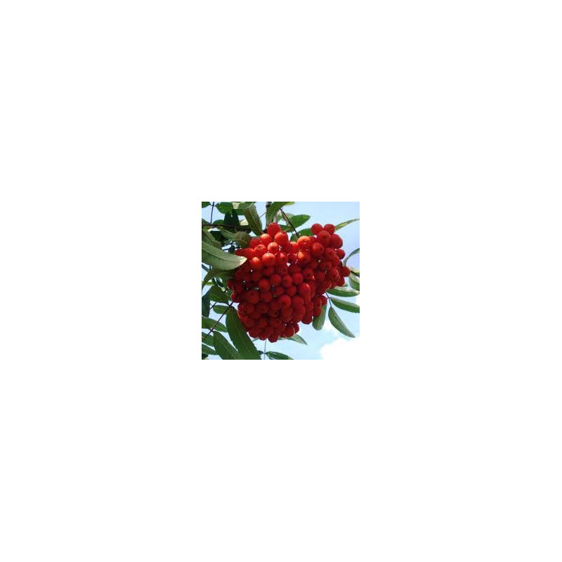 Sorbus Edulis ( Sorbus Aucuparia)