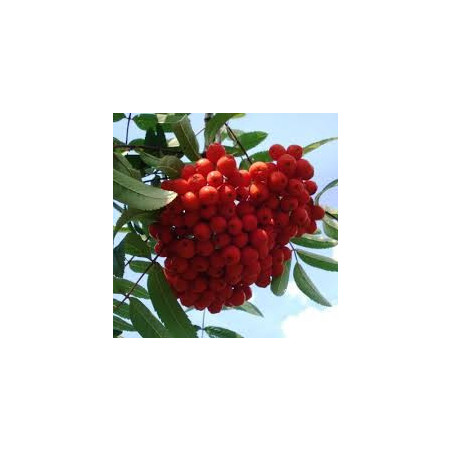 Sorbus Edulis ( Sorbus Aucuparia)