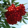 Sorbus Edulis ( Sorbus Aucuparia)