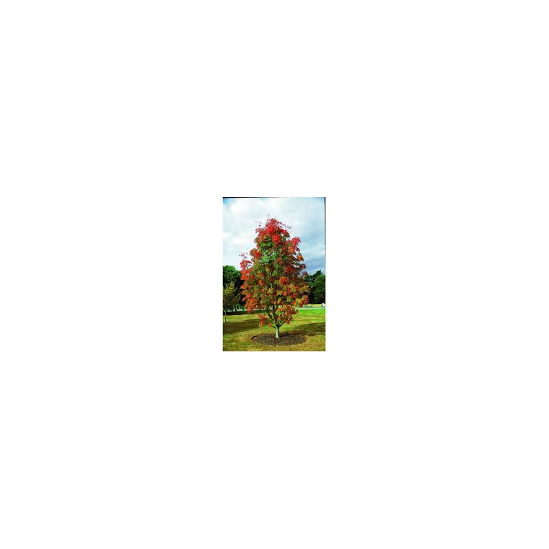 Sorbus Titã ( Sorbaronia)