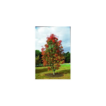 Sorbus Titã ( Sorbaronia)