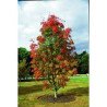 Sorbus Titã ( Sorbaronia)