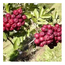 Sorbus Titã ( Sorbaronia)