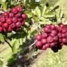 Sorbus Titã ( Sorbaronia)
