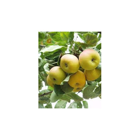 Sorbus X Sorbopyrus Auricularis Bulbiformis