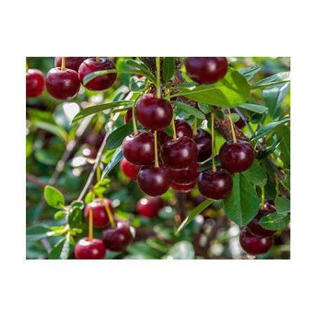 Cerejeira Anã Auto-Fértil  Joia Carmin