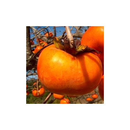 Diospiro Jiro ( Diospyro Kaki)