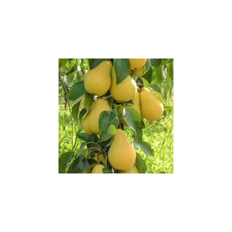 Pereira Colunar Obelisco ( Pyrus Communis)