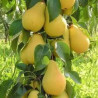 Pereira Colunar Obelisco ( Pyrus Communis)