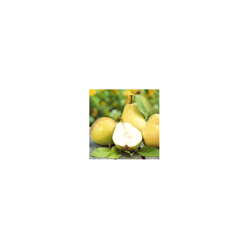 Pereira Beurré Hardy ( Pyrus Communis )