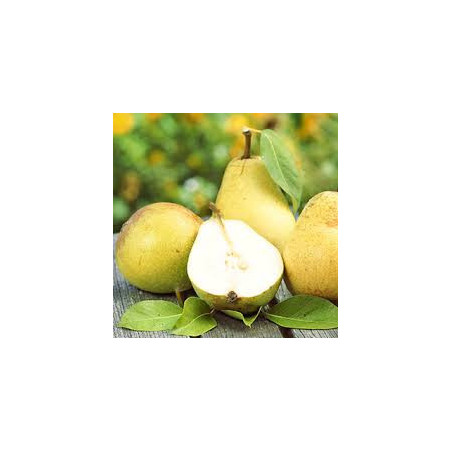 Pereira Beurré Hardy ( Pyrus Communis )