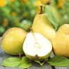 Pereira Beurré Hardy ( Pyrus Communis )