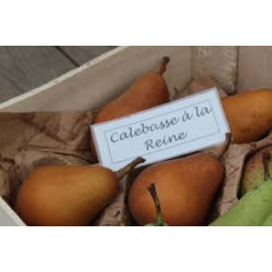 Pereira Calebasse à La Reine ( Pyrus Communis)