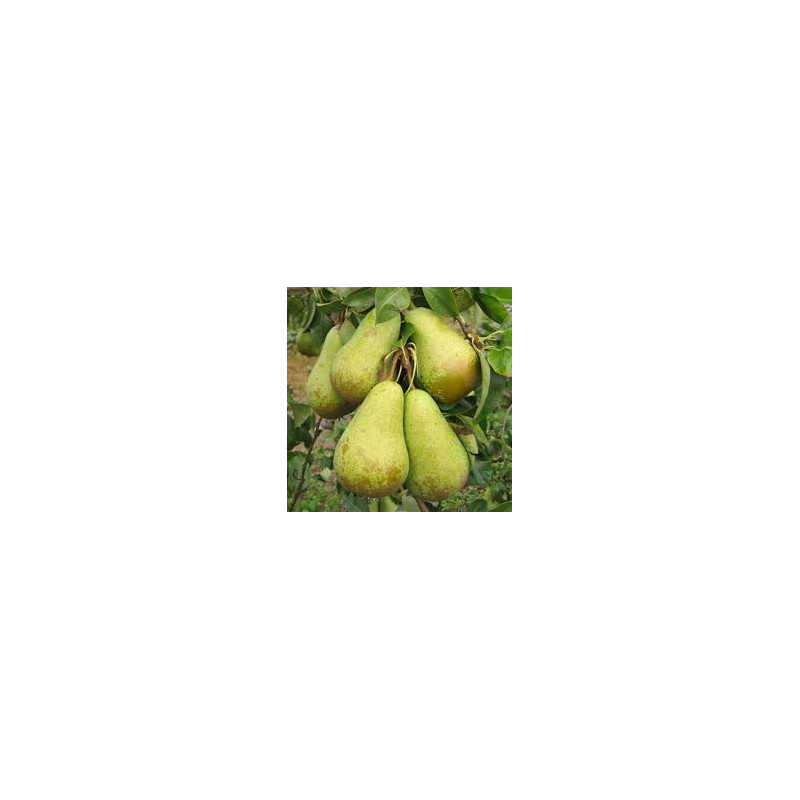 Pereira Conference ( Pyrus Communis)