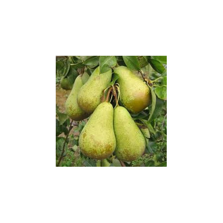 Pereira Conference ( Pyrus Communis)