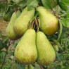 Pereira Conference ( Pyrus Communis)