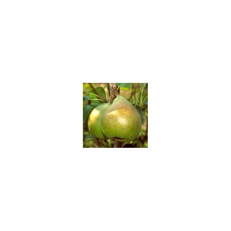 Pereira Doyenné du Comice ( Pyrus Communis)