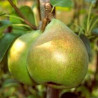 Pereira Doyenné du Comice ( Pyrus Communis)