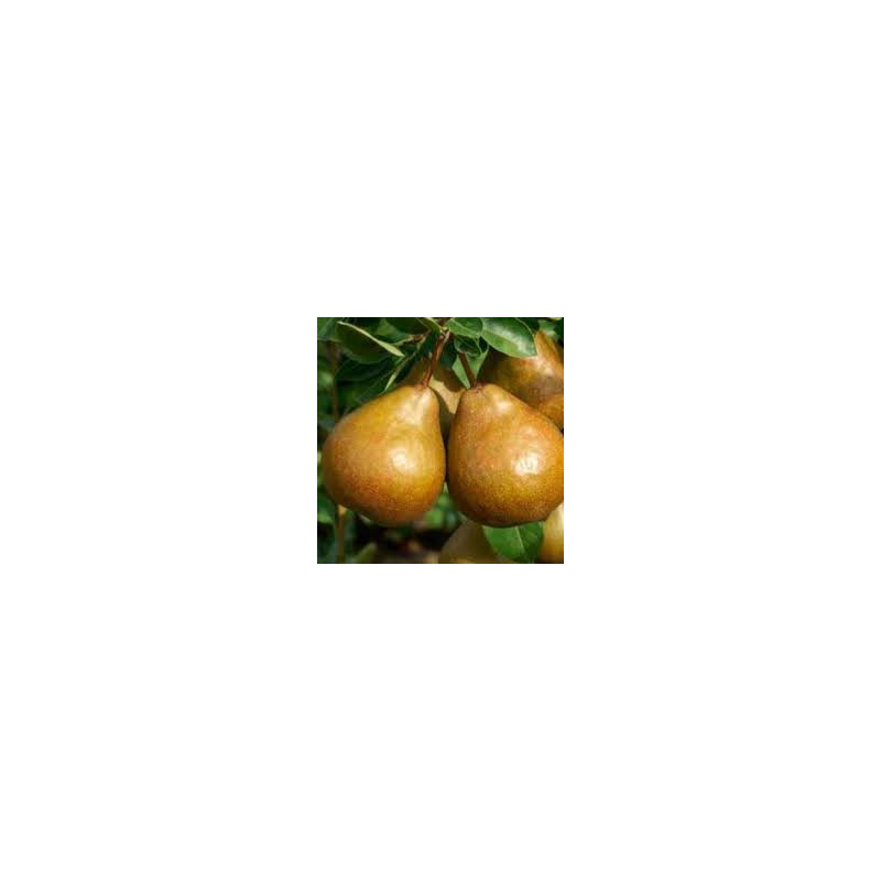 Pereira Durondeau ( Pyrus Communis)